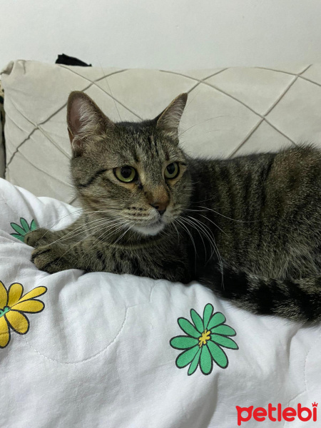 Tekir Kedi, Kedi  Cafer fotoğrafı