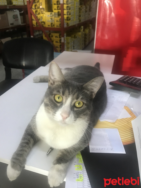 Tekir Kedi, Kedi  Bulut fotoğrafı