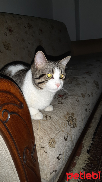 Tekir Kedi, Kedi  Şimşek fotoğrafı