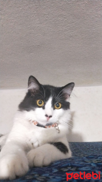 Tuxedo (Smokin) Kedi, Kedi  Asil fotoğrafı