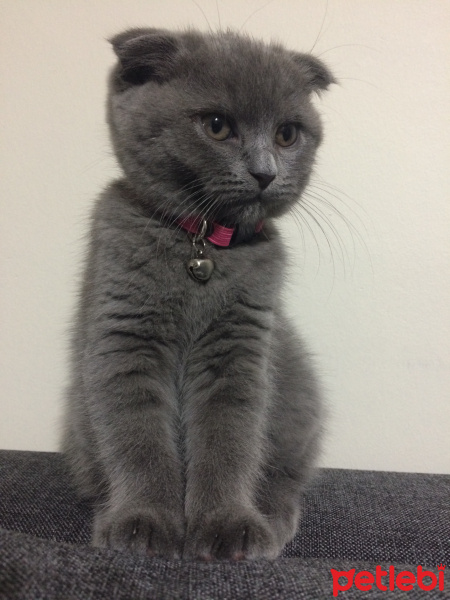 Scottish Fold, Kedi  Minerva fotoğrafı