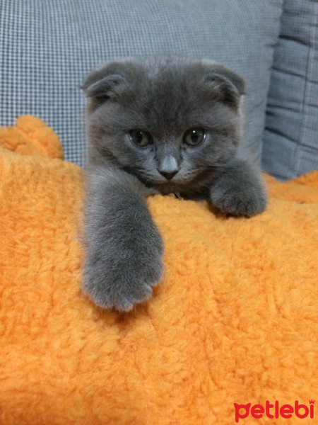 Scottish Fold, Kedi  Minerva fotoğrafı