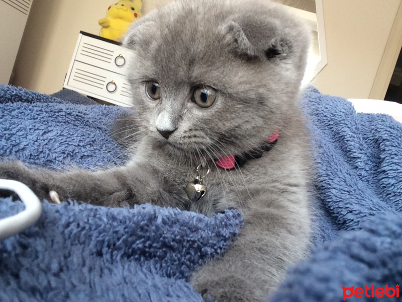 Scottish Fold, Kedi  Minerva fotoğrafı