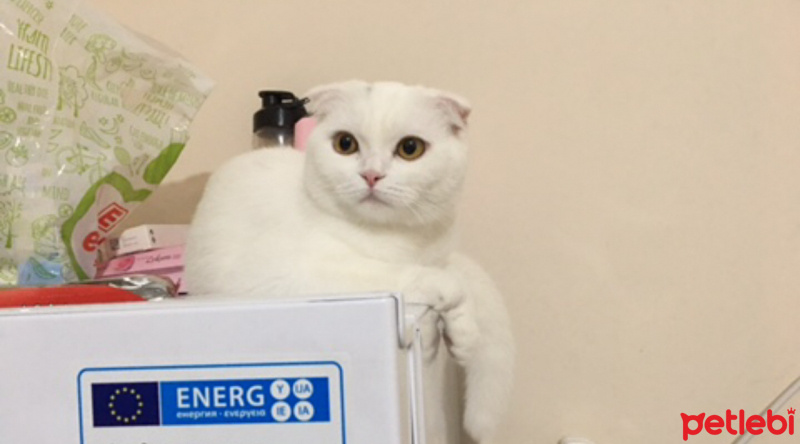 Scottish Fold, Kedi  Pamuk fotoğrafı