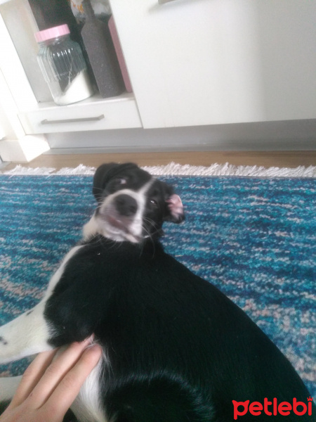 Pointer, Köpek  Lümon fotoğrafı