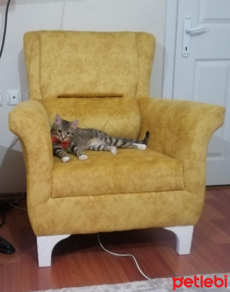 Tekir Kedi, Kedi  Piti fotoğrafı