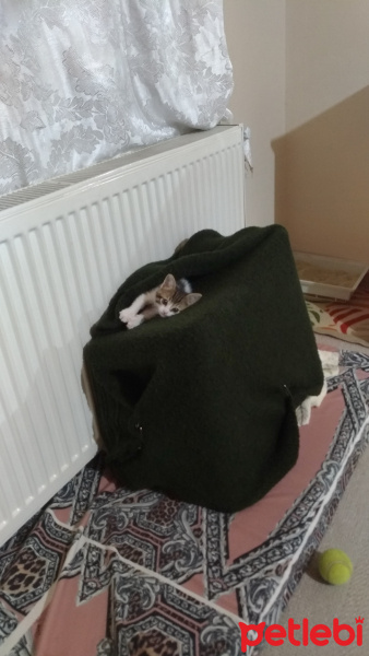 Tekir Kedi, Kedi  Hero fotoğrafı