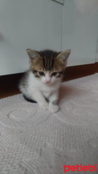 Tekir Kedi, Kedi  Hero fotoğrafı