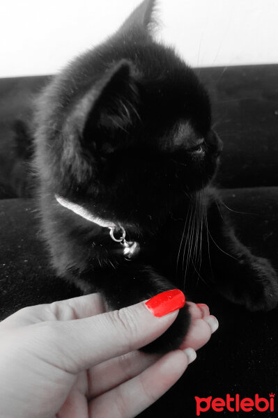 British Shorthair, Kedi  Paşa fotoğrafı