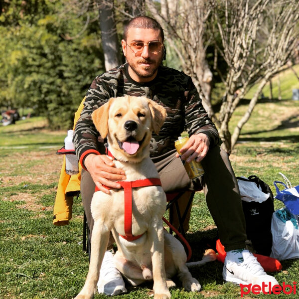 Labrador Retriever, Köpek  Ginger fotoğrafı