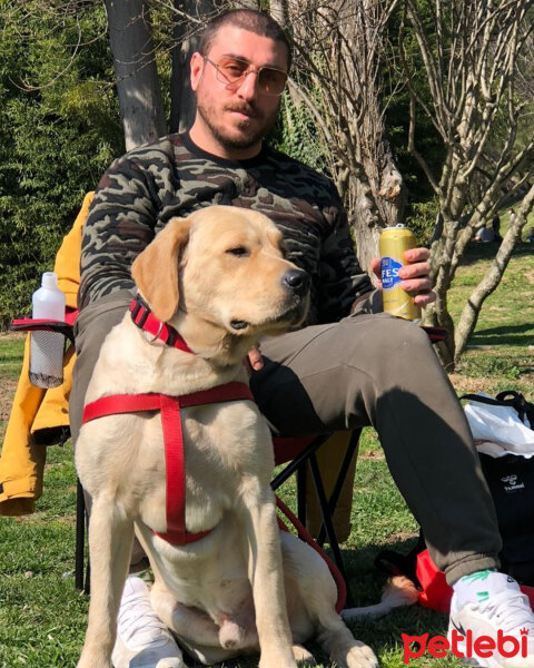 Labrador Retriever, Köpek  Ginger fotoğrafı