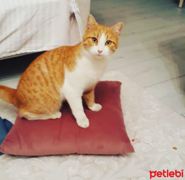 Sarman, Kedi  Tatlım fotoğrafı