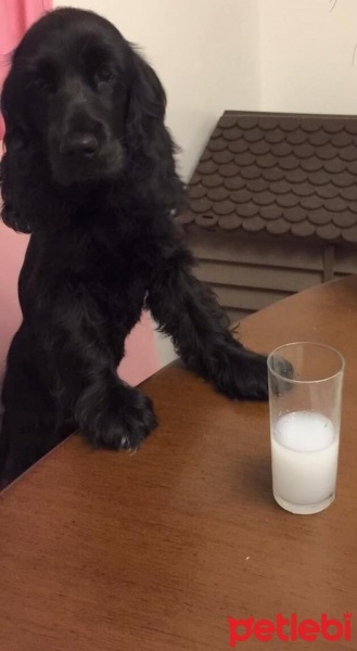 Amerikan Cocker Spaniel, Köpek  hera fotoğrafı