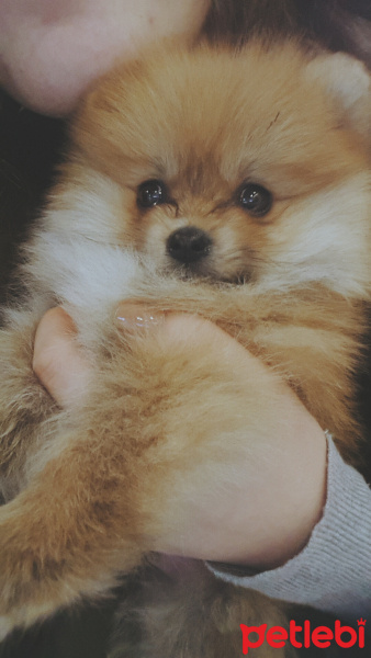 Pomeranyalı, Köpek  Winnie fotoğrafı