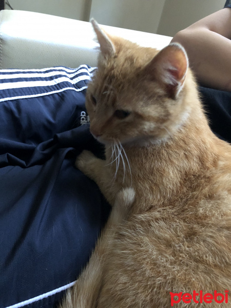 Sarman, Kedi  Fikriye fotoğrafı