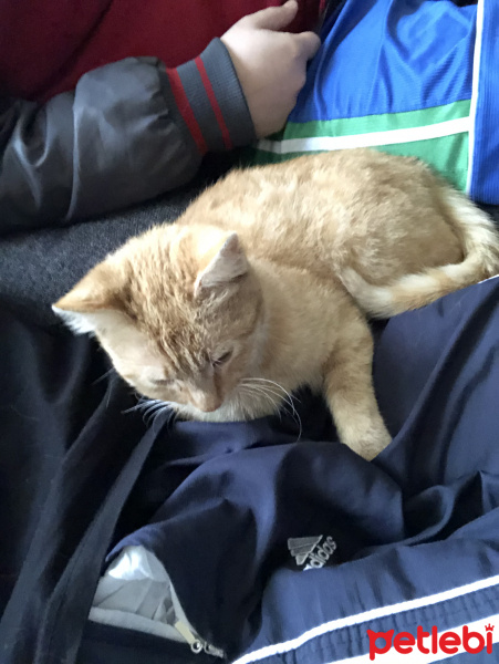 Sarman, Kedi  Fikriye fotoğrafı