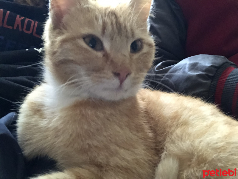 Sarman, Kedi  Fikriye fotoğrafı