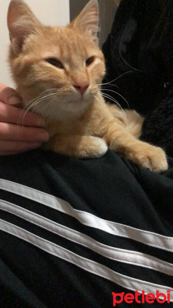 Sarman, Kedi  Fikriye fotoğrafı