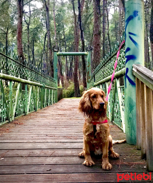 Amerikan Cocker Spaniel, Köpek  ALFA fotoğrafı