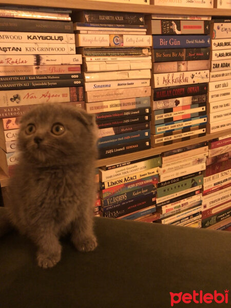 Scottish Fold, Kedi  Lily fotoğrafı