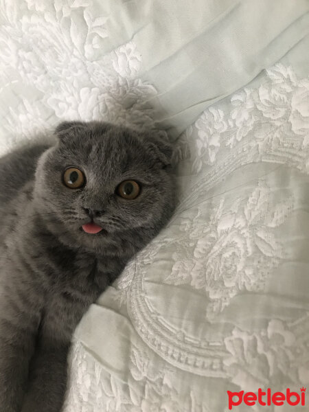 Scottish Fold, Kedi  Lily fotoğrafı