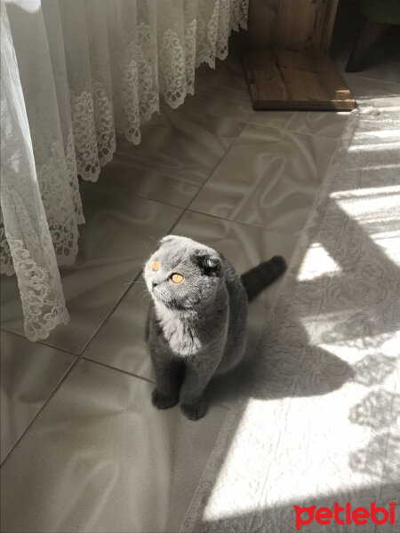 Scottish Fold, Kedi  Lily fotoğrafı