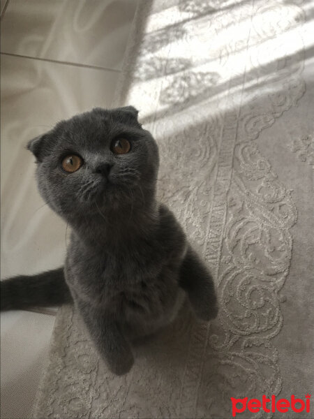 Scottish Fold, Kedi  Lily fotoğrafı