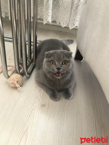 Scottish Fold, Kedi  Lily fotoğrafı