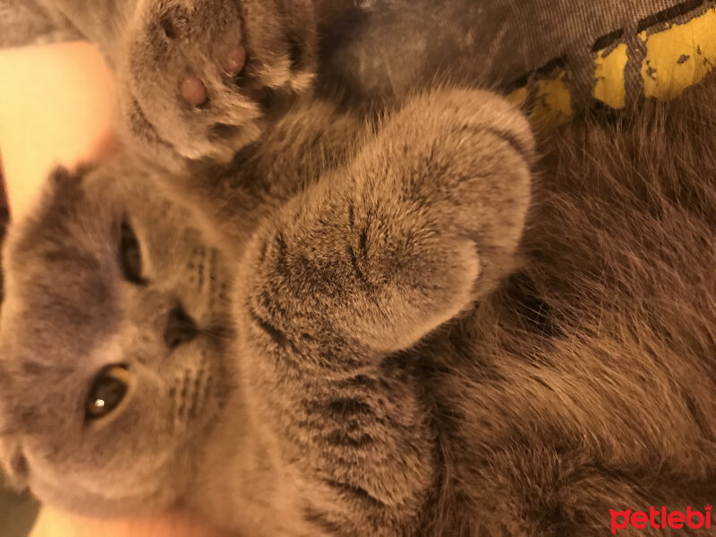 Scottish Fold, Kedi  Lily fotoğrafı