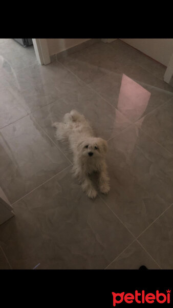 Maltese, Köpek  Coco fotoğrafı