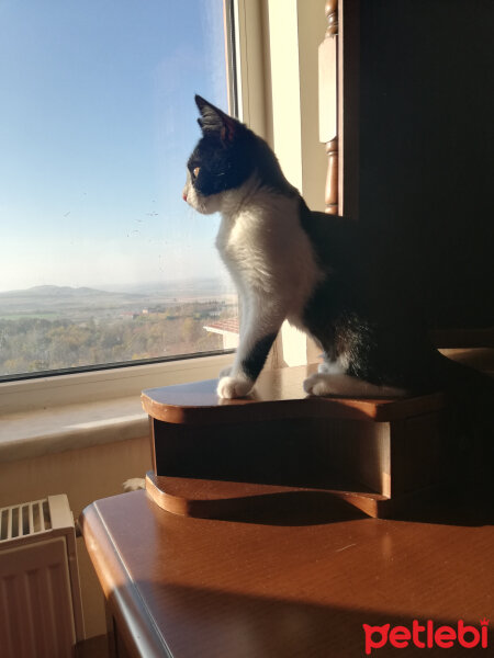 Tuxedo (Smokin) Kedi, Kedi  Barlas fotoğrafı