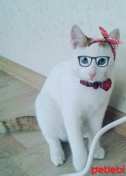 Tekir Kedi, Kedi  Çakıl fotoğrafı