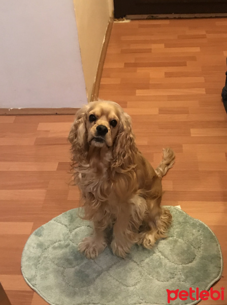 İngiliz Cocker Spaniel, Köpek  Coffee fotoğrafı