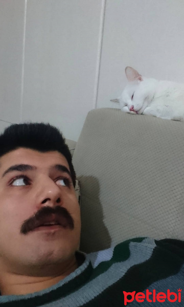 Ankara Kedisi, Kedi  Nazlı fotoğrafı