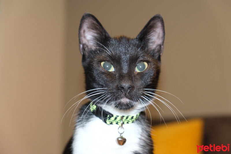 Tuxedo (Smokin) Kedi, Kedi  Blak fotoğrafı