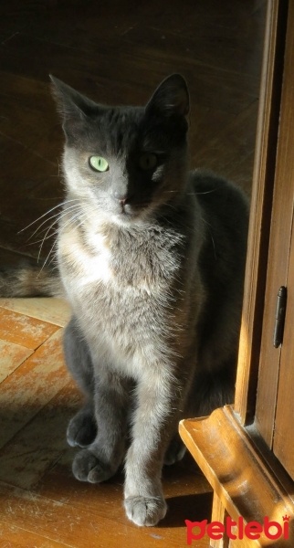 Mavi Rus, Kedi  Füme fotoğrafı