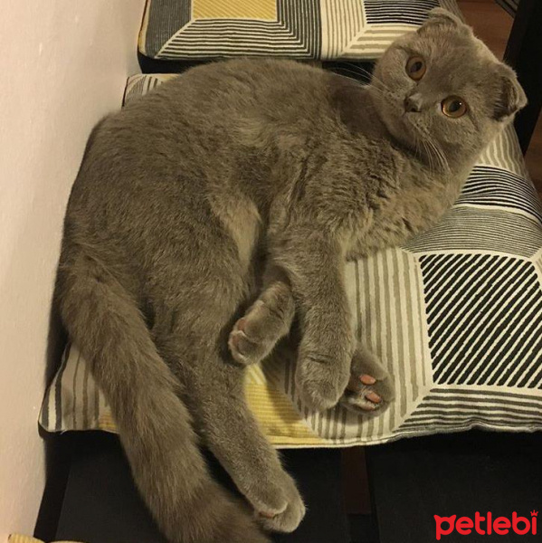 Scottish Fold, Kedi  Kiiro fotoğrafı