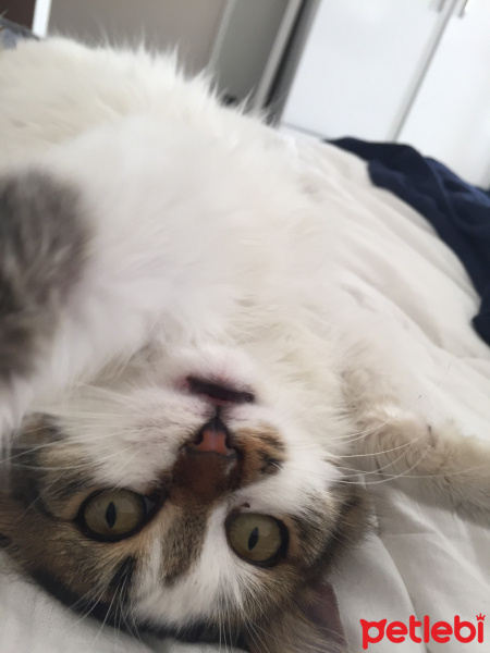 Ankara Kedisi, Kedi  Şapşik fotoğrafı