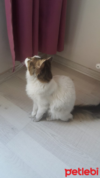Ankara Kedisi, Kedi  Şapşik fotoğrafı