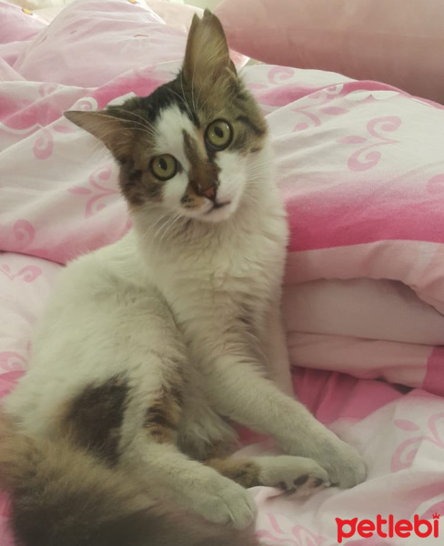 Ankara Kedisi, Kedi  Şapşik fotoğrafı