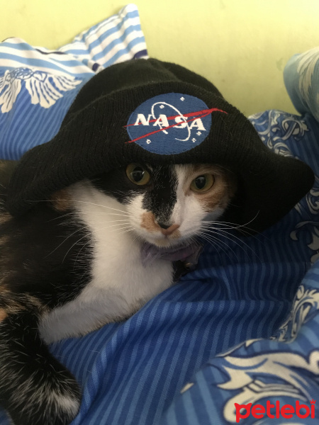 Tekir Kedi, Kedi  Hera fotoğrafı