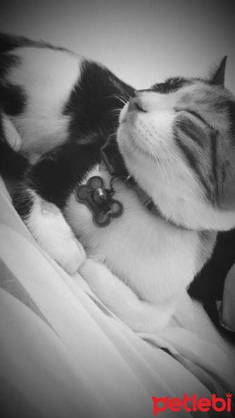 Tekir Kedi, Kedi  Hera fotoğrafı
