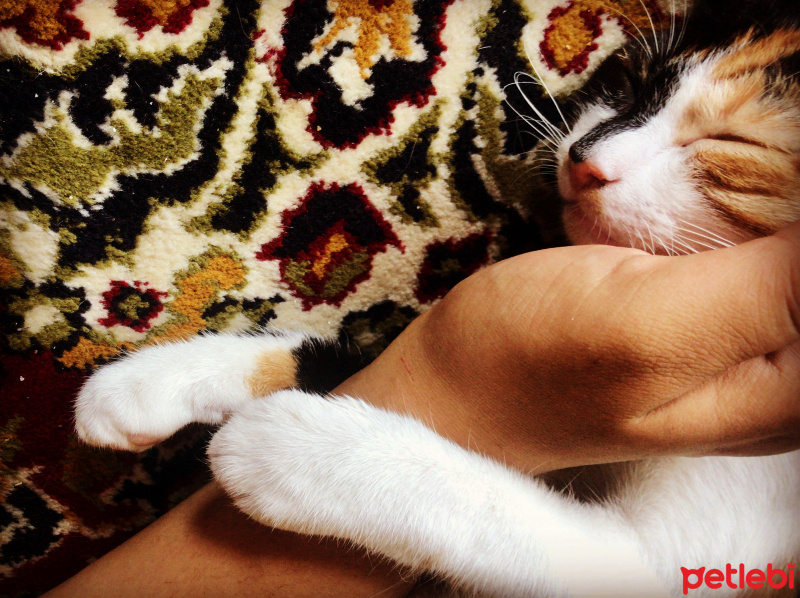 Tekir Kedi, Kedi  Hera fotoğrafı