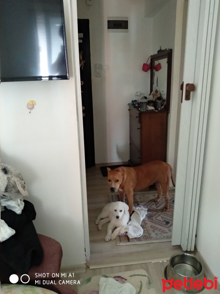 Golden Retriever, Köpek  Adı daha yok alan kişi koyar fotoğrafı