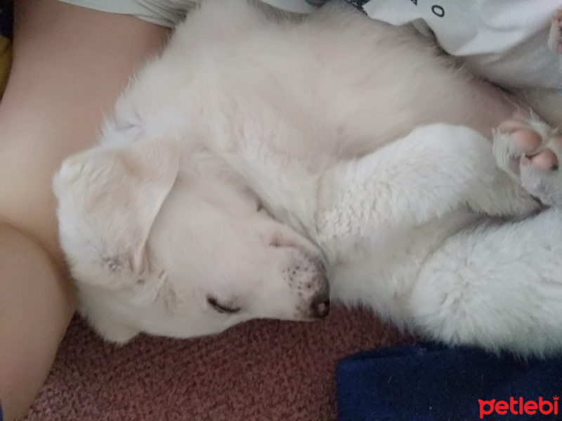 Golden Retriever, Köpek  Adı daha yok alan kişi koyar fotoğrafı