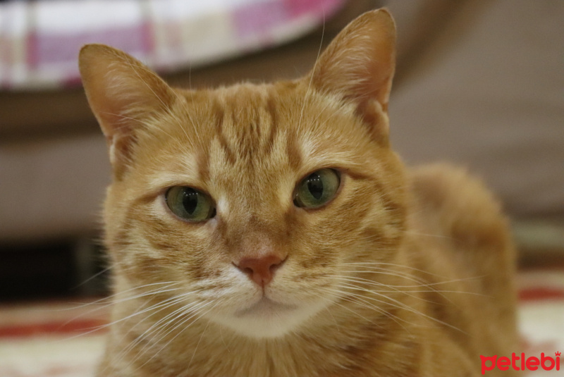 Sarman, Kedi  Rima fotoğrafı