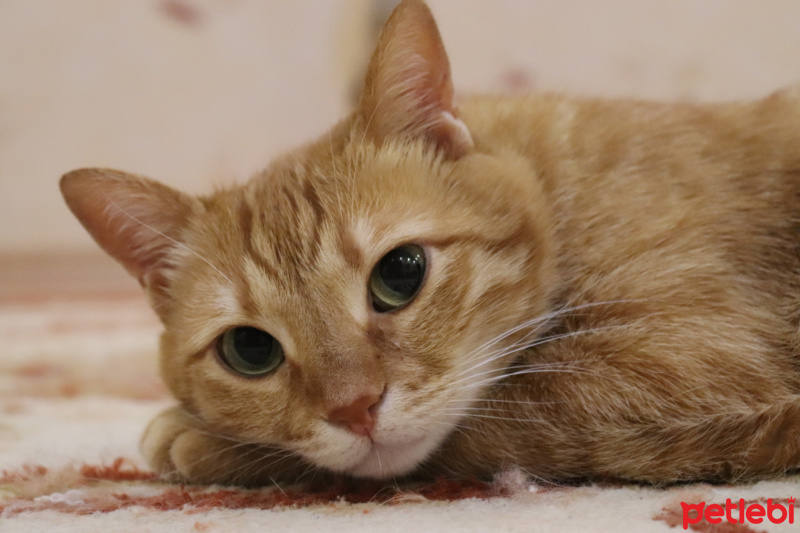 Sarman, Kedi  Rima fotoğrafı