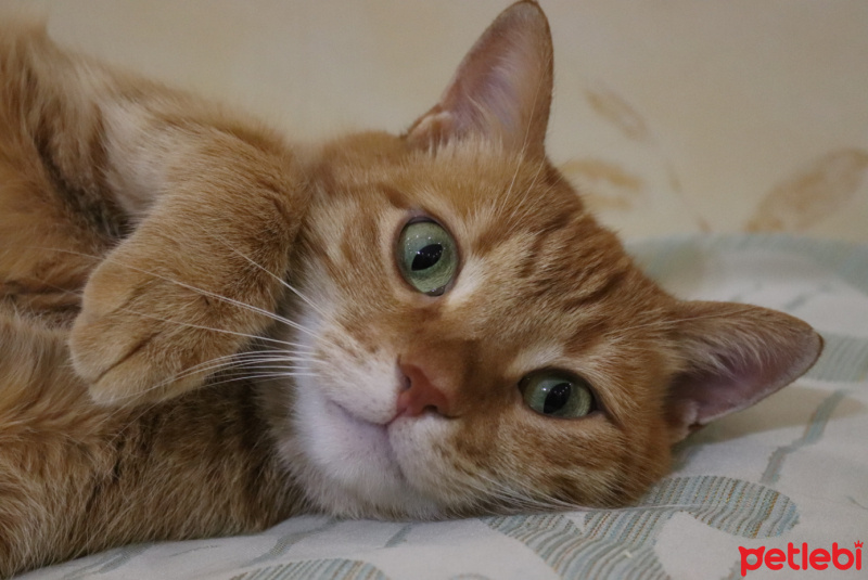 Sarman, Kedi  Rima fotoğrafı