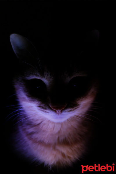Sarman, Kedi  Rima fotoğrafı
