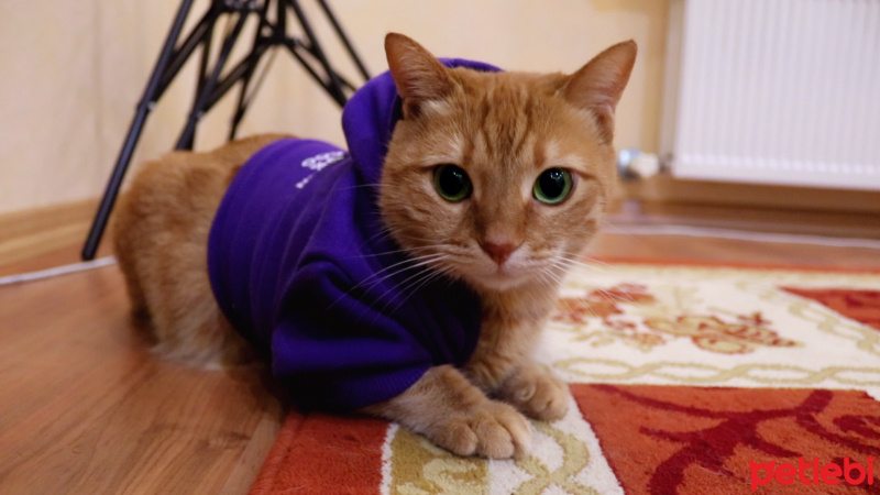 Sarman, Kedi  Rima fotoğrafı